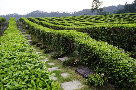 杭州径山竹茶园溪岸茶隐墓地价格