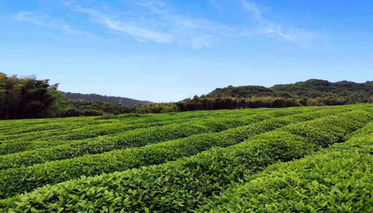 杭州径山竹茶园图片